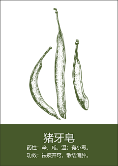 嘿YOYOy采集到药材 花
