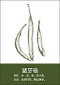中药材插画