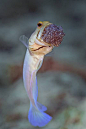 鲈形目·黄头颌鱼