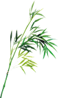 植物 叶子 竹叶 png 绿色