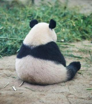 “sad panda”的图片搜索结果