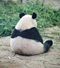 “sad panda”的图片搜索结果