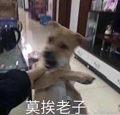 南宸采集到表情包~\(≧▽≦)/~
