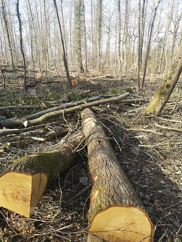 砍树、森林砍伐