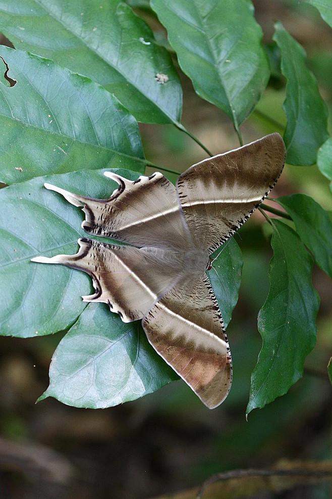 whonly采集于2017-11-16 22:59:44鳞翅目·尺蛾总科:燕蛾1喜欢虫目wh