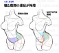 【绘画参考】学人体必备参考素材！臀腿结构教程，建议人手一套！