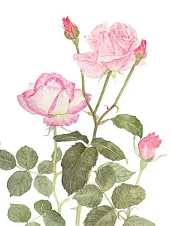 非关月季姓名同，不与蔷薇谱牒通