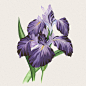 Flowers鲜花植物插画---酷图编号1054409