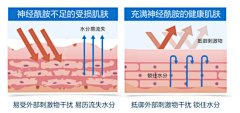 charyslriu采集到详情页-7水分/细胞图