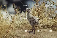 鸟 酷背景 免费壁纸 禽类 4K壁纸 羽毛 大自然壁纸 桌面背景