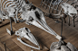 Skulls & Bones (549)