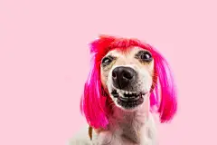 点击来源直接获取大图文件 |Angry disgust, denial, disagreement dog face in pink wig. Funny pet