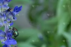 紫丹参花与日本甲虫宏