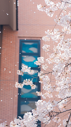 Cherry-blossoms采集到摄影