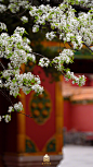 故宫 清明时节 梨花