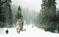 tree-forest-snow-winter-view-portrait-498610-pxhere