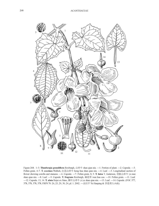 Thunbergia 山牵牛属