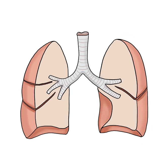 手绘双肺、气管支气管