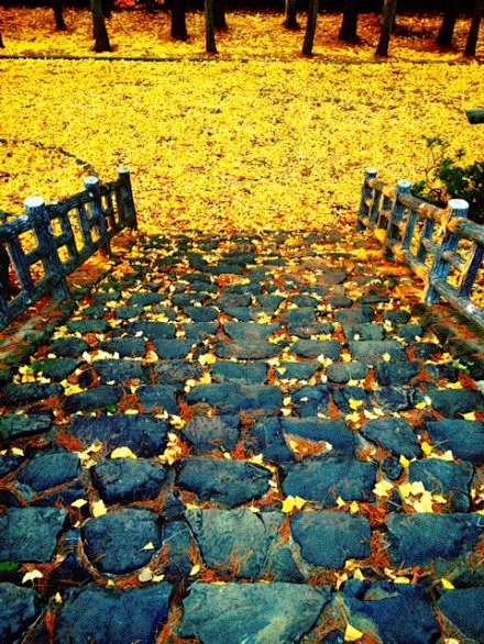 北海道、札幌市，银杏地毯。暖心的黄色··...