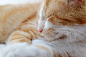 cat-pet-feline-69d904c712525db8dfe2f1e33046d0eb.jpg (4896×3264)