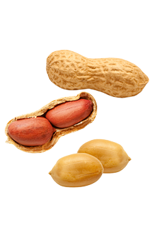 Peanut PNG