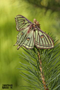 Actias Isabellae anteriormente conocida como Graellsia Isabellae by honorio_iglesias**