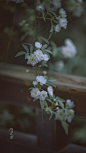 #随手拍春天##遇见春光##我家的春天##微博摄影大赛##遇见美好##我拍春天##最南京，全民拍##2020,我的春天# 
【老门东 芥子园 木香花】
细雨淋漓，满架的温柔 ​​​​