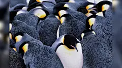 小企鹅桌面壁纸-小企鹅动态壁纸- Mac下载