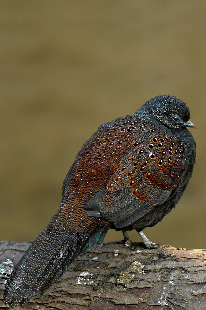鸡形目雉科孔雀雉属铜尾孔雀雉