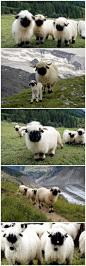 【瓦莱黑鼻羊：我擦嘞怎么能这么萌】瓦莱黑鼻羊（Valais Blacknose），是瑞士瓦莱地区培育出来的一种绵羊：我擦嘞萌成这样还需要描述吗！大人，您这身白衣裳哪买的？大人，你的月亮哪去了大人？