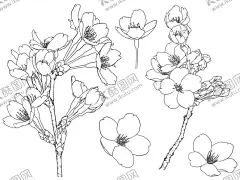 樱花梅花 【酷图网】樱花梅花,线稿,sai,ai,ps,手绘