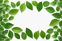 绿叶植物素材树叶底纹边框元素