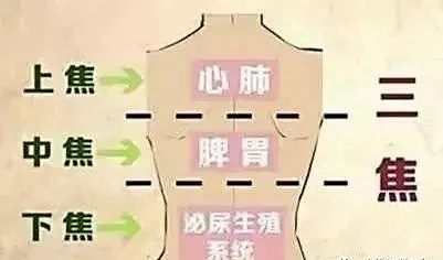 什么是人体“三焦”？-花瓣网