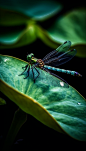 蜻蜓荷叶花卉昆虫夏季摄影图