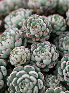 索隆绿草头采集到植物