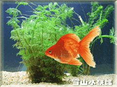 电脑全屏动态壁纸_百度图片搜索