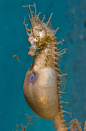 Male Seahorse giving birth