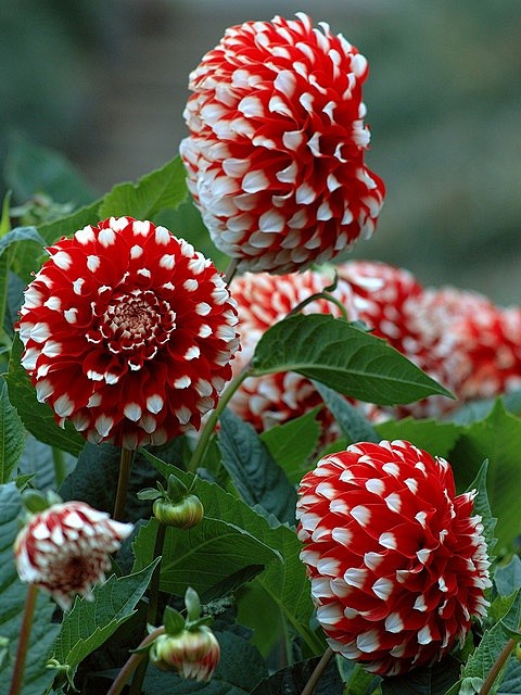 red and white dahlia...