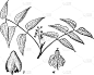 枝,桃花心木,白色,图像,雄蕊,叶子,矢量,复古,花