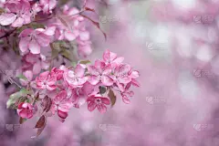 粉红色的苹果花在春天开花。春天的壁纸