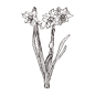 水仙_PNG线稿素描手绘植物花水仙菊化妆品包装海报平面AI矢量设计素材