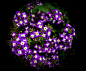 Flower garden on Behance