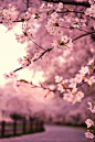 ♥cherry blossoms