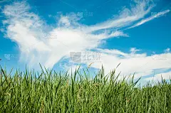 春天的大自然背景，小草和蓝天在背后