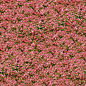 flowers ground groundplants plants pink