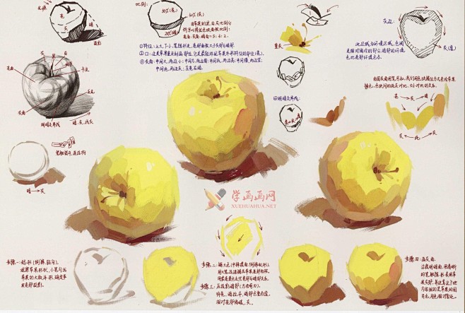 水粉画单体静物苹果的画法图解及临摹高清范画图片