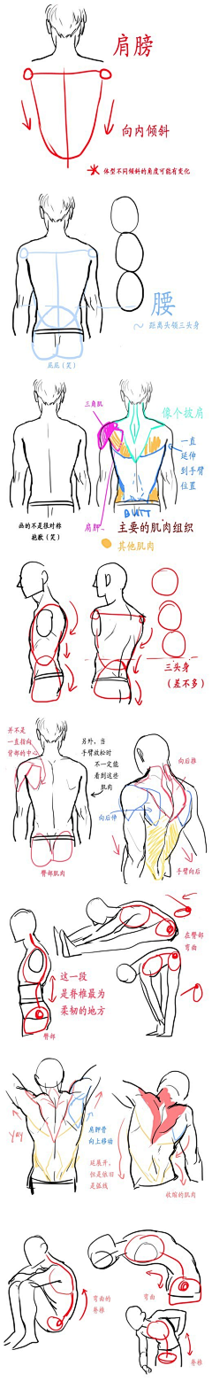 泊舟借梦采集到人体结构学习