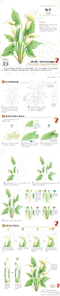 #每日涂鸦#“花之绘-海芋”的详细手绘过程！大爱植物花卉手绘的童鞋不要错过啊！（点大图更清晰噢~）