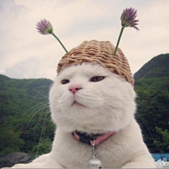 楚仪小公举采集到动物-猫猫