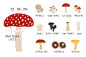 免费，各种各样的矢量蘑菇矢量插画素材下载[EPS] – 云瑞设计